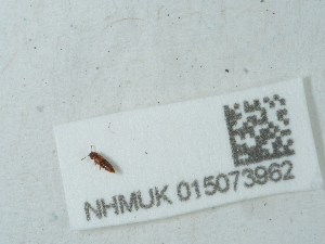  ( - NHMUK015073962)  @11 [ ] Unspecified (default): All Rights Reserved  Unspecified Unspecified