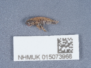  (Arcitalitridae - NHMUK015073968)  @11 [ ] Unspecified (default): All Rights Reserved  Unspecified Unspecified