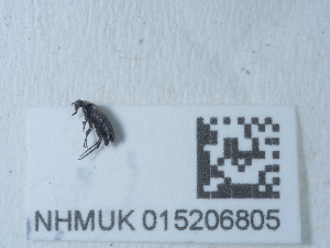  ( - NHMUK015206805)  @11 [ ] Unspecified (default): All Rights Reserved  Unspecified Unspecified