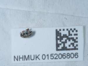  ( - NHMUK015206806)  @11 [ ] Unspecified (default): All Rights Reserved  Unspecified Unspecified