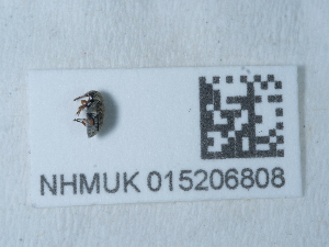  ( - NHMUK015206808)  @11 [ ] Unspecified (default): All Rights Reserved  Unspecified Unspecified