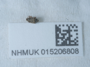  ( - NHMUK015206808)  @11 [ ] Unspecified (default): All Rights Reserved  Unspecified Unspecified
