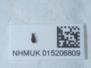  ( - NHMUK015206809)  @11 [ ] Unspecified (default): All Rights Reserved  Unspecified Unspecified