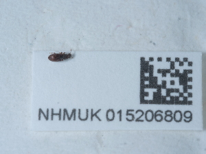  ( - NHMUK015206809)  @11 [ ] Unspecified (default): All Rights Reserved  Unspecified Unspecified