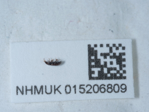  ( - NHMUK015206809)  @11 [ ] Unspecified (default): All Rights Reserved  Unspecified Unspecified