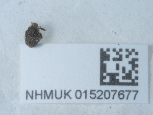  ( - NHMUK015207677)  @11 [ ] Unspecified (default): All Rights Reserved  Unspecified Unspecified