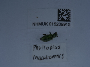  ( - NHMUK015209915)  @11 [ ] Unspecified (default): All Rights Reserved  Unspecified Unspecified