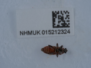  (Arocatus roeselii - NHMUK015212324)  @11 [ ] Unspecified (default): All Rights Reserved  Unspecified Unspecified