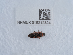  ( - NHMUK015212324)  @11 [ ] Unspecified (default): All Rights Reserved  Unspecified Unspecified