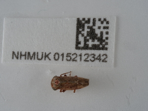  ( - NHMUK015212342)  @11 [ ] Unspecified (default): All Rights Reserved  Unspecified Unspecified