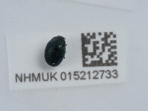  ( - NHMUK015212733)  @11 [ ] Unspecified (default): All Rights Reserved  Unspecified Unspecified