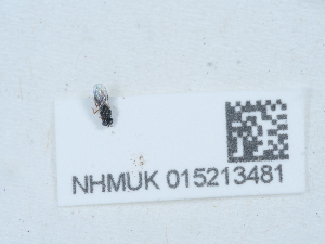  ( - NHMUK015213481)  @11 [ ] Unspecified (default): All Rights Reserved  Unspecified Unspecified