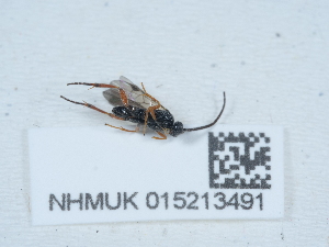  ( - NHMUK015213491)  @11 [ ] Unspecified (default): All Rights Reserved  Unspecified Unspecified