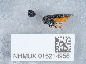  ( - NHMUK015214956)  @11 [ ] Unspecified (default): All Rights Reserved  Unspecified Unspecified