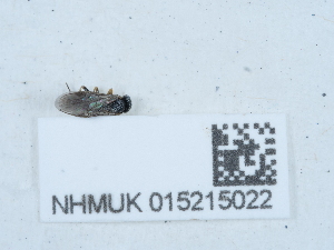  ( - NHMUK015215022)  @11 [ ] Unspecified (default): All Rights Reserved  Unspecified Unspecified