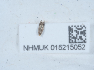  ( - NHMUK015215052)  @11 [ ] Unspecified (default): All Rights Reserved  Unspecified Unspecified