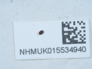  ( - NHMUK015534940)  @11 [ ] Unspecified (default): All Rights Reserved  Unspecified Unspecified