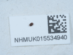  ( - NHMUK015534940)  @11 [ ] Unspecified (default): All Rights Reserved  Unspecified Unspecified