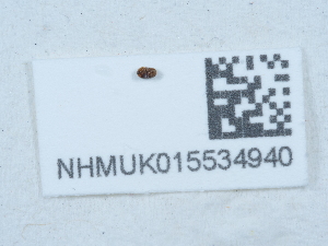  ( - NHMUK015534940)  @11 [ ] Unspecified (default): All Rights Reserved  Unspecified Unspecified