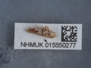  ( - NHMUK015550277)  @11 [ ] Unspecified (default): All Rights Reserved  Unspecified Unspecified