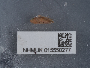  ( - NHMUK015550277)  @11 [ ] Unspecified (default): All Rights Reserved  Unspecified Unspecified