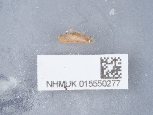 ( - NHMUK015550277)  @11 [ ] Unspecified (default): All Rights Reserved  Unspecified Unspecified