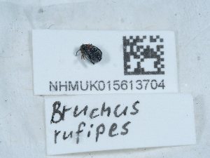  (Bruchus rufipes - NHMUK015613704)  @11 [ ] Unspecified (default): All Rights Reserved  Unspecified Unspecified