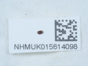  ( - NHMUK015614098)  @11 [ ] Unspecified (default): All Rights Reserved  Unspecified Unspecified