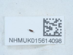  ( - NHMUK015614098)  @11 [ ] Unspecified (default): All Rights Reserved  Unspecified Unspecified