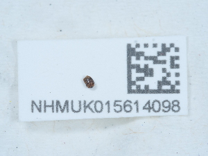  ( - NHMUK015614098)  @11 [ ] Unspecified (default): All Rights Reserved  Unspecified Unspecified