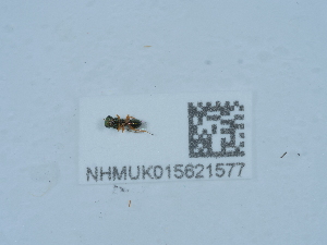  (Halticoptera hippeus - NHMUK015621577)  @11 [ ] Unspecified (default): All Rights Reserved  Unspecified Unspecified
