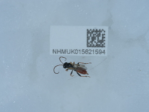  ( - NHMUK015621594)  @11 [ ] Unspecified (default): All Rights Reserved  Unspecified Unspecified
