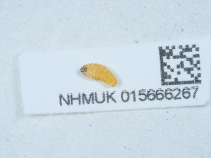  ( - NHMUK015666267)  @11 [ ] Unspecified (default): All Rights Reserved  Unspecified Unspecified