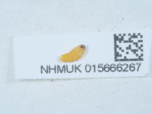  ( - NHMUK015666267)  @11 [ ] Unspecified (default): All Rights Reserved  Unspecified Unspecified