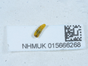  ( - NHMUK015666268)  @11 [ ] Unspecified (default): All Rights Reserved  Unspecified Unspecified