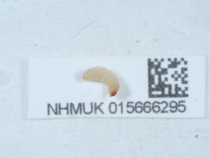  ( - NHMUK015666295)  @11 [ ] Unspecified (default): All Rights Reserved  Unspecified Unspecified