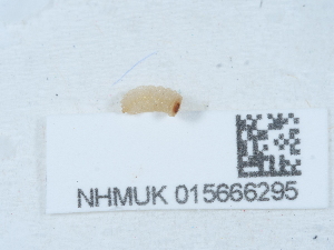  ( - NHMUK015666295)  @11 [ ] Unspecified (default): All Rights Reserved  Unspecified Unspecified