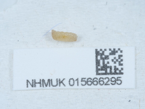 ( - NHMUK015666295)  @11 [ ] Unspecified (default): All Rights Reserved  Unspecified Unspecified