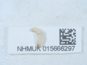  ( - NHMUK015666297)  @11 [ ] Unspecified (default): All Rights Reserved  Unspecified Unspecified