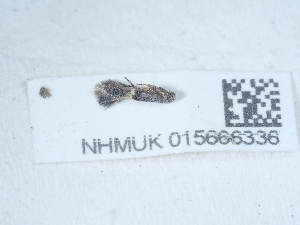  ( - NHMUK015666336)  @11 [ ] Unspecified (default): All Rights Reserved  Unspecified Unspecified