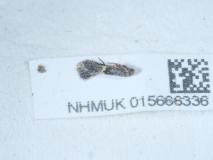  ( - NHMUK015666336)  @11 [ ] Unspecified (default): All Rights Reserved  Unspecified Unspecified