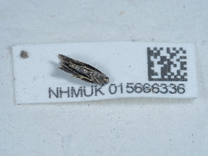  ( - NHMUK015666336)  @11 [ ] Unspecified (default): All Rights Reserved  Unspecified Unspecified