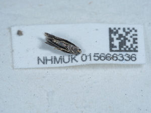  ( - NHMUK015666336)  @11 [ ] Unspecified (default): All Rights Reserved  Unspecified Unspecified