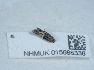  ( - NHMUK015666336)  @11 [ ] Unspecified (default): All Rights Reserved  Unspecified Unspecified