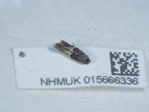  ( - NHMUK015666336)  @11 [ ] Unspecified (default): All Rights Reserved  Unspecified Unspecified