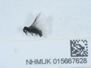  (Stylops melittae - NHMUK015667628)  @11 [ ] Unspecified (default): All Rights Reserved  Unspecified Unspecified