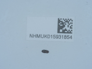  ( - NHMUK015931854)  @11 [ ] Unspecified (default): All Rights Reserved  Unspecified Unspecified
