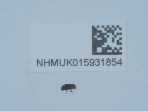  ( - NHMUK015931854)  @11 [ ] Unspecified (default): All Rights Reserved  Unspecified Unspecified