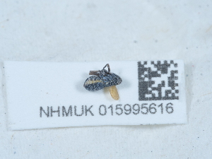  ( - NHMUK015995616)  @11 [ ] Unspecified (default): All Rights Reserved  Unspecified Unspecified