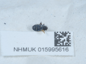  ( - NHMUK015995616)  @11 [ ] Unspecified (default): All Rights Reserved  Unspecified Unspecified